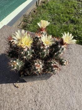 Preview: Escobaria huastecaensis